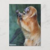 Tamarin Monkey Briefkaart (Voorkant)