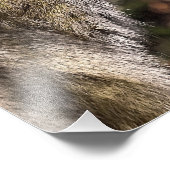 TAMARIN MONKEY FOTO AFDRUK (Hoek)