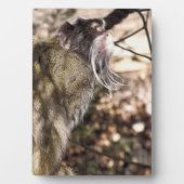 TAMARIN MONKEY FOTOPLAAT (voorkant)