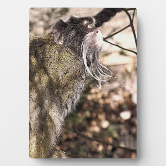 TAMARIN MONKEY FOTOPLAAT (voorkant)