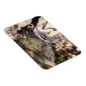 TAMARIN MONKEY MAGNEET (Rechterzijde)