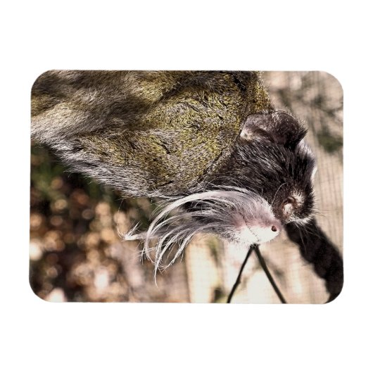 TAMARIN MONKEY MAGNEET (Horizontaal)