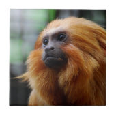 Tamarin Monkey Tegeltje (Voorkant)