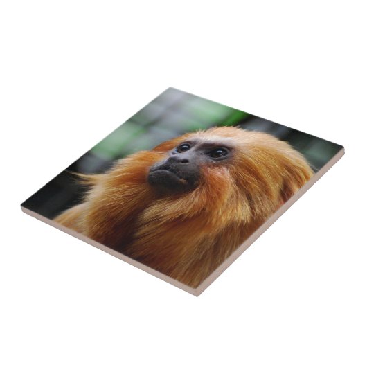 Tamarin Monkey Tegeltje (Zijkant)