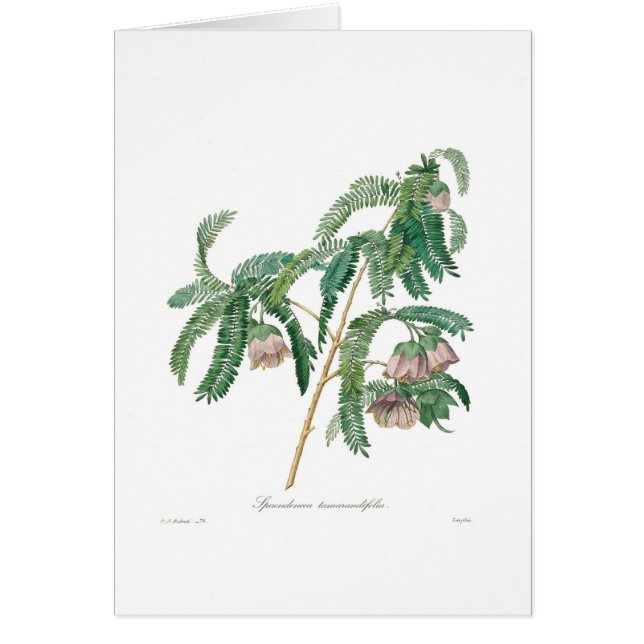 Tamarind Flower (Voorkant)