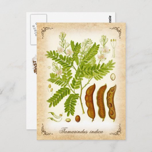 Tamarind - illustratie briefkaart (Voorkant / Achterkant)