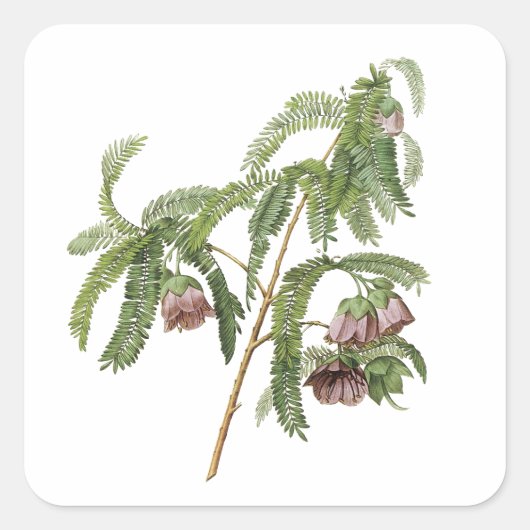 tamarinnebloem door Redouté Vierkante Sticker (Voorkant)