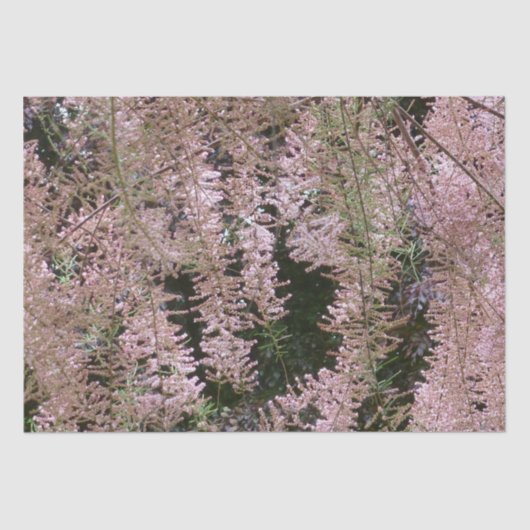 Tamarisk Blossom Tissue Paper Tissuepapier (Voorkant)