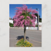 Tamarix-boombloei Briefkaart (Voorkant)