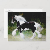 "Tamlin" Gypsy Vanner Briefkaart (Voorkant / Achterkant)