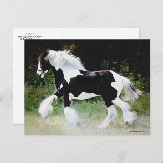 "Tamlin" Gypsy Vanner Briefkaart (Voorkant / Achterkant)