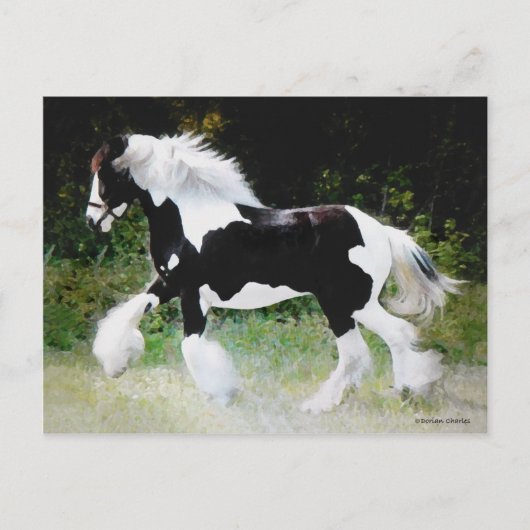 "Tamlin" Gypsy Vanner Briefkaart (Voorkant)