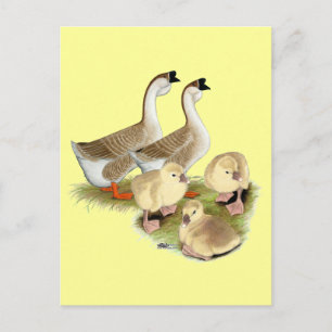 Tamme Afrikaanse Gans Familie Briefkaart