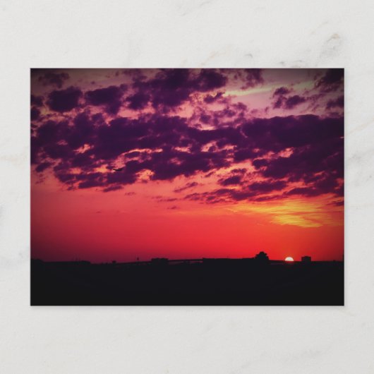 Tampa Bay Sunset Briefkaart (Voorkant)