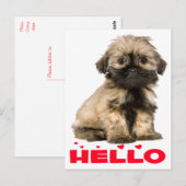 Tan & Black Shih Tzu Puppy Dog Red Hallo Hearts Briefkaart (Voorkant / Achterkant)