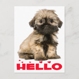 Tan & Black Shih Tzu Puppy Dog Red Hallo Hearts Briefkaart