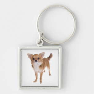 Tan Chihuahua Langhaar Puppie Hond Sleutelhanger