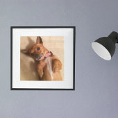 Tan Dachshund Puppy Dog Belly Pose Poster