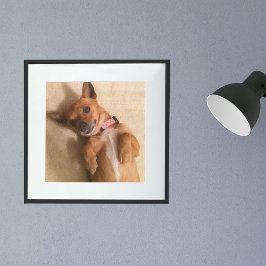 Tan Dachshund Puppy Dog Belly Pose Poster