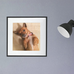 Tan Dachshund Puppy Dog Belly Pose Poster
