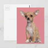 Tan en White Chihuahua Briefkaart (Voorkant / Achterkant)