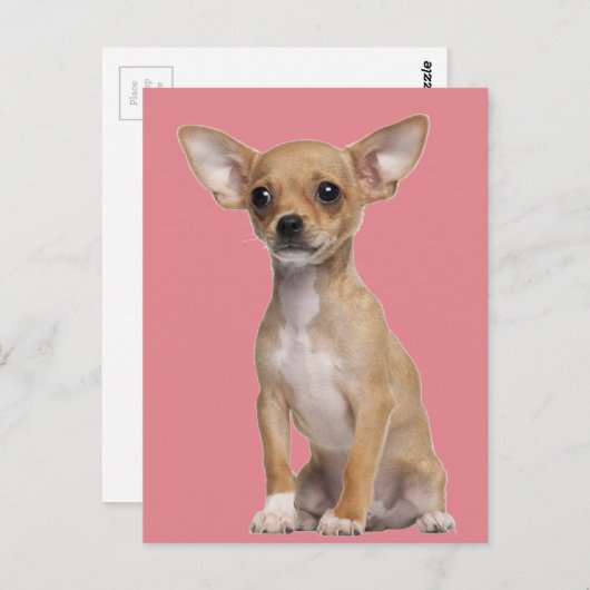 Tan en White Chihuahua Briefkaart (Voorkant / Achterkant)