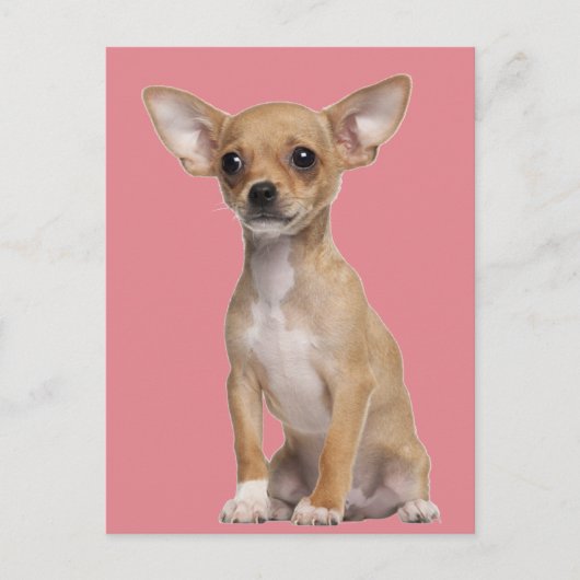 Tan en White Chihuahua Briefkaart (Voorkant)