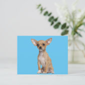 Tan en White Chihuahua Briefkaart (Staand voorkant)