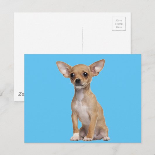 Tan en White Chihuahua Briefkaart (Voorkant / Achterkant)