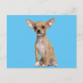 Tan en White Chihuahua Briefkaart (Voorkant)