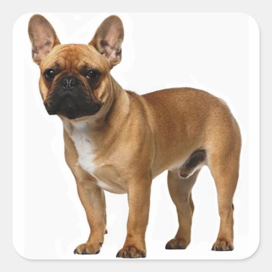 Tan Frans Bulldog Bruin / Zwart Puppy Dog Vierkante Sticker (Voorkant)