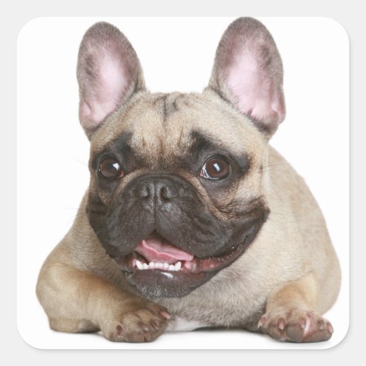 Tan Frans Bulldog Bruin / Zwart Puppy Dog Vierkante Sticker (Voorkant)