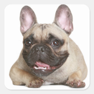 Tan French Bulldog Brown/Black Puppy Dog Vierkante Sticker
