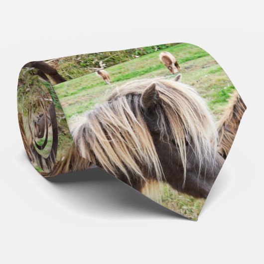Tan gekleurde Shetland Pony, Stropdas (Opgerold)