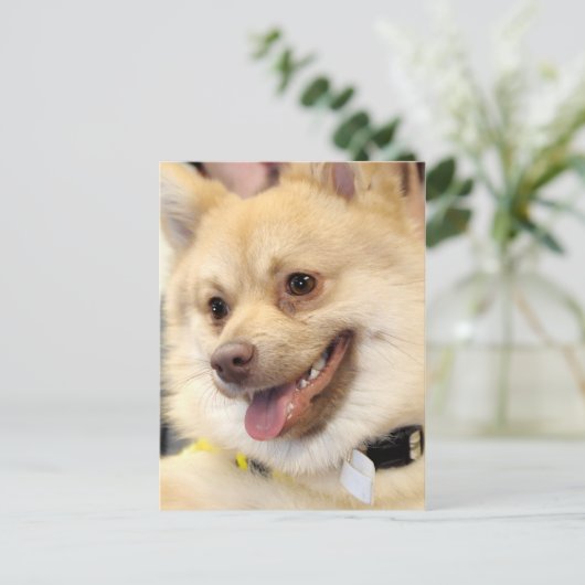 Tan German Spitz Hondenras Briefkaarten (Staand voorkant)