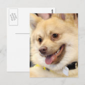 Tan German Spitz Hondenras Briefkaarten (Voorkant / Achterkant)