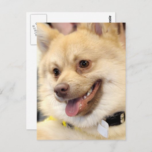 Tan German Spitz Hondenras Briefkaarten (Voorkant / Achterkant)