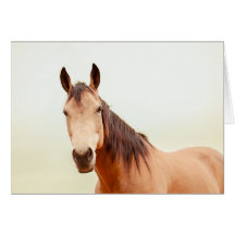 Tan horse kijkt naar je