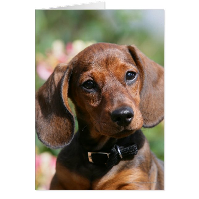 Tan Miniture Dachshund (Voorkant)