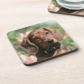 Tan Miniture Dachshund Bier Onderzetter (Linkerzijde)