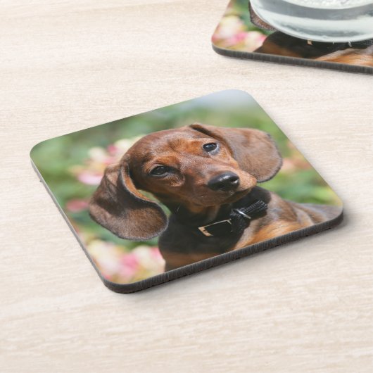 Tan Miniture Dachshund Bier Onderzetter (Linkerzijde)