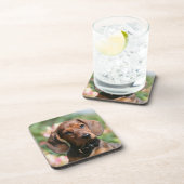 Tan Miniture Dachshund Bier Onderzetter (Rechterzijde)