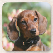 Tan Miniture Dachshund Bier Onderzetter (Voorkant)