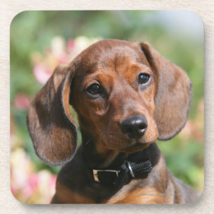 Tan Miniture Dachshund Bier Onderzetter