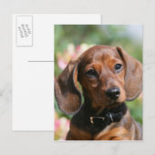 Tan Miniture Dachshund Briefkaart (Voorkant / Achterkant)