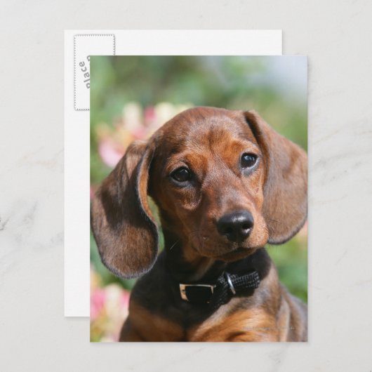 Tan Miniture Dachshund Briefkaart (Voorkant / Achterkant)