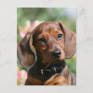 Tan Miniture Dachshund Briefkaart
