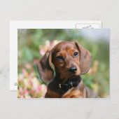 Tan Miniture Dachshund Briefkaart (Voorkant / Achterkant)