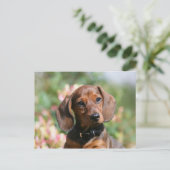 Tan Miniture Dachshund Briefkaart (Staand voorkant)