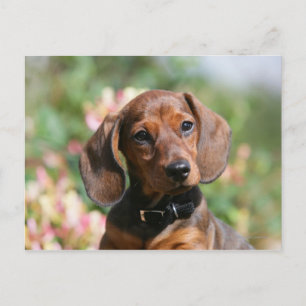 Tan Miniture Dachshund Briefkaart